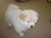 Chow Chow Puppies for sale