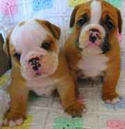 CUTE ENGLISH BULLDOG PUPPIES FOR SALE