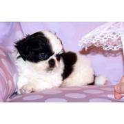 Shih Tzu Puppies