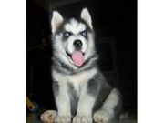   AKC Blue Eyed Siberian Husky Price Lowered