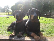 Dobermann male puppy 