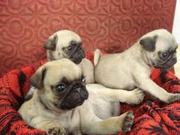 Affectionate Pug Puppies