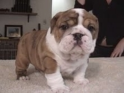 Beautiful english bulldog puppy