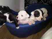 staffie puppies ready now