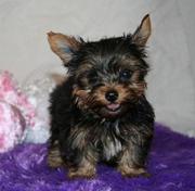  tea cup yorkshire terrier pups 