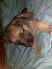 german sheperd pup for sale