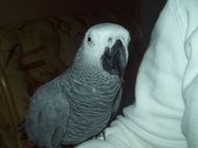 african grey parrots