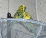 Two budgies with cage