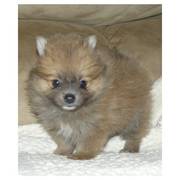 KC Pomeranian Puppies