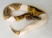 piebald pythons for sale