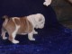  cute ENGLISH BULLDOG PUPPIES 