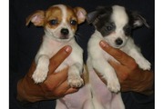 chihuahua puppies for sale