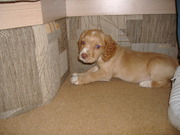 Cocker Spaniel Puppy (9 Weeks Old)