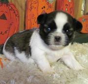 Shih+tzu+puppies+for+sale+in+virginia