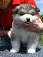 Alaskan  Malamute  Puppies