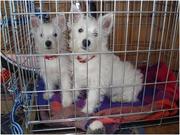 West Highland White Terrier Puppies